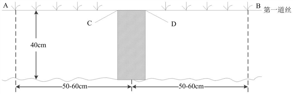 A method for shaping dwarf stalk-shaped grapes