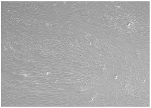 Primary isolation method for hair follicle stem cells