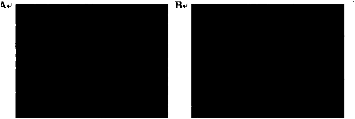 Method for controlling incubator to be applicable to induction and amplification of immune cells