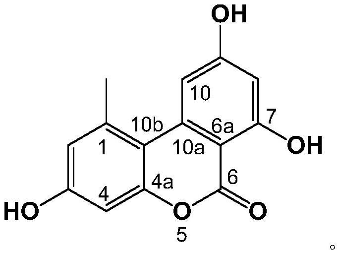 Alternaria sp strain GW61 and application thereof