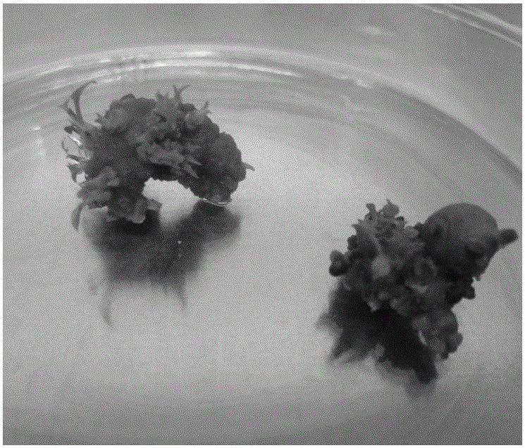 Tissue culture and rapid propagation inoculation method of anthurium andraeanum