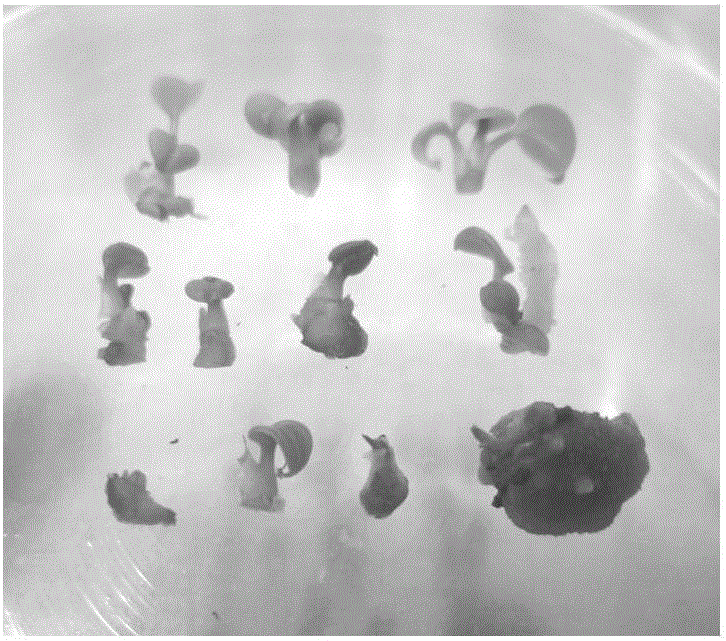 Tissue culture and rapid propagation inoculation method of anthurium andraeanum