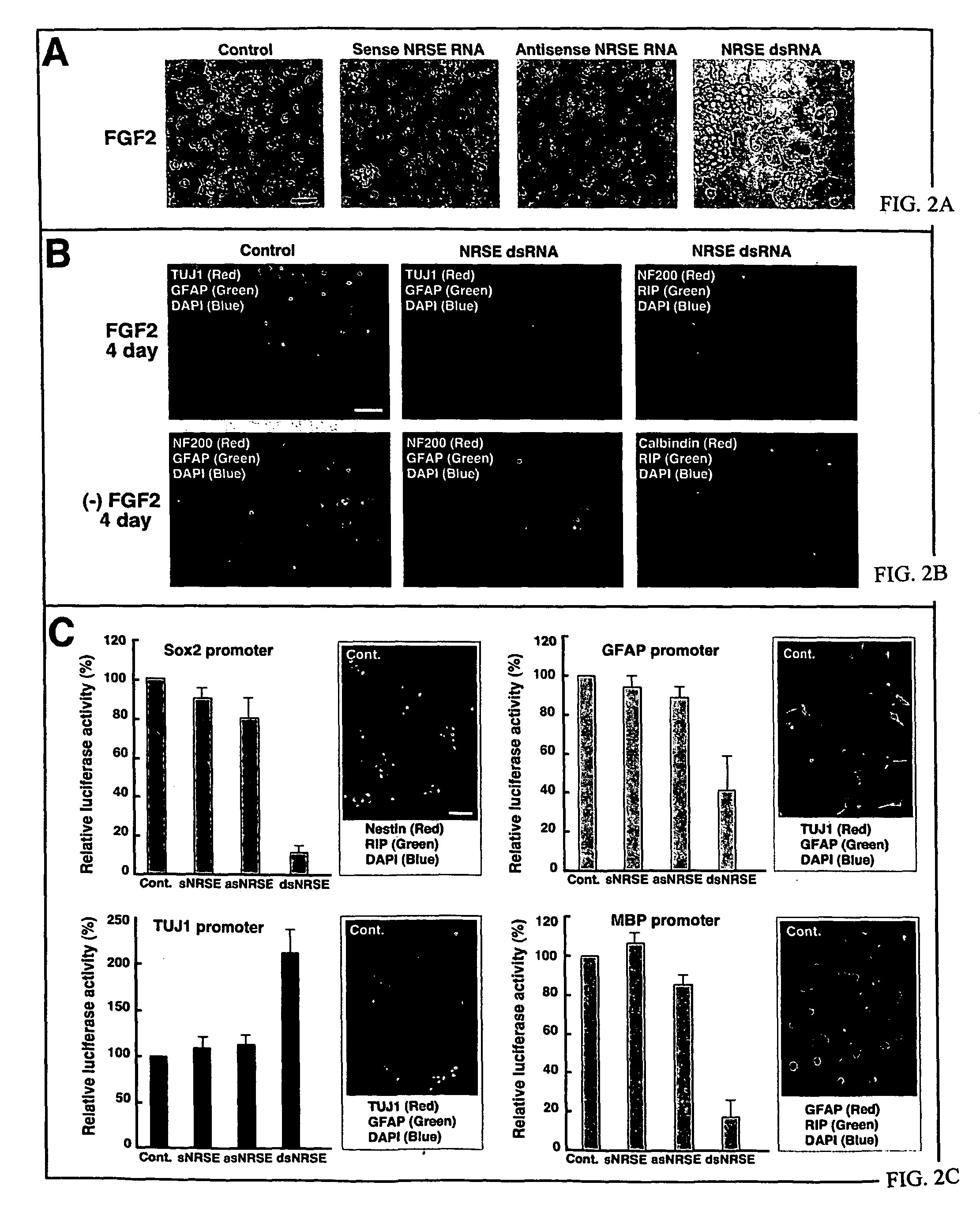 Transcriptional regulation of gene expression by small double-stranded modulatory RNA