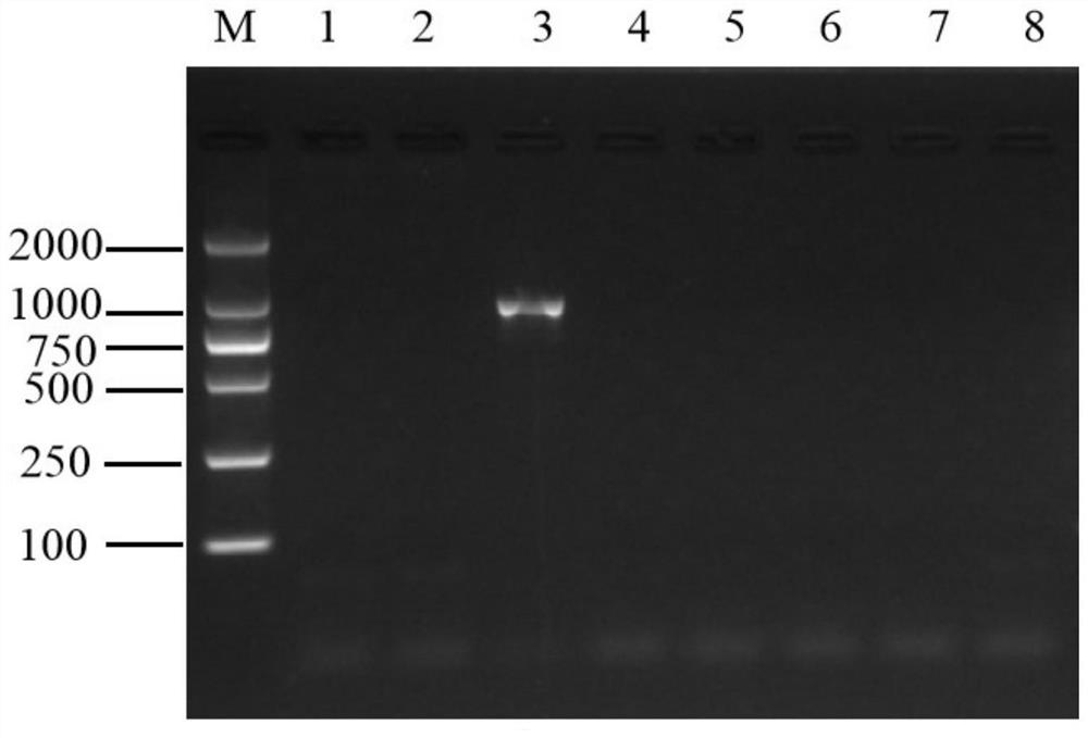 Flanking sequence of salt-tolerant transgenic soybean event E8A7027 exogenous insertion fragment and application