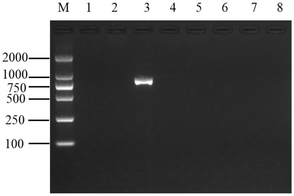 Flanking sequence of salt-tolerant transgenic soybean event E8A7027 exogenous insertion fragment and application