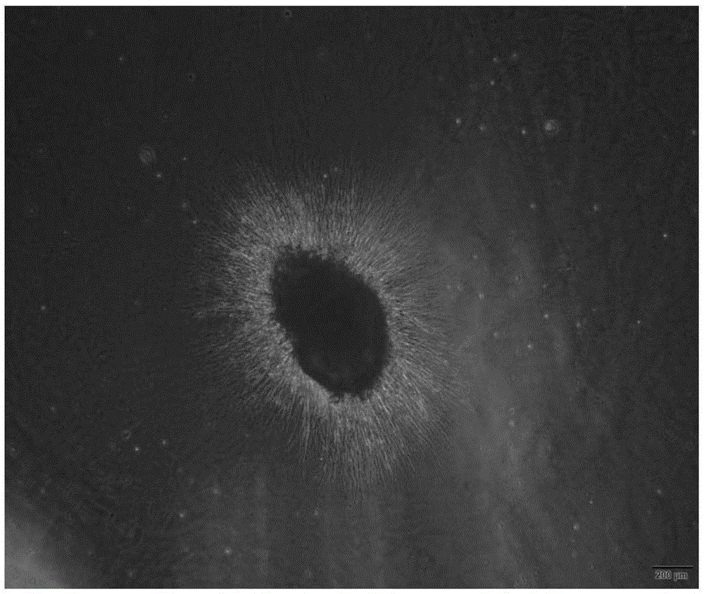 Preparation method of slow-release polypeptide growth factor biological material scaffold