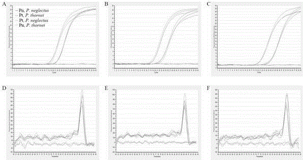 Primer group and probe capable of simultaneous quantitative determination of pratylenchus neglectus and pratylenchus thornei Sher&Allen and application thereof