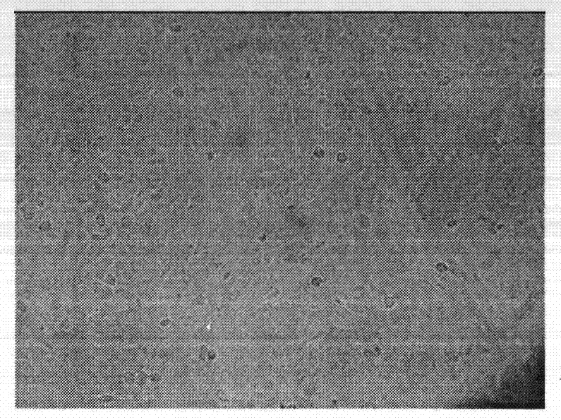 Preparation method of rabbit anti-canine parvovirus 2a type polyclonal antibodies