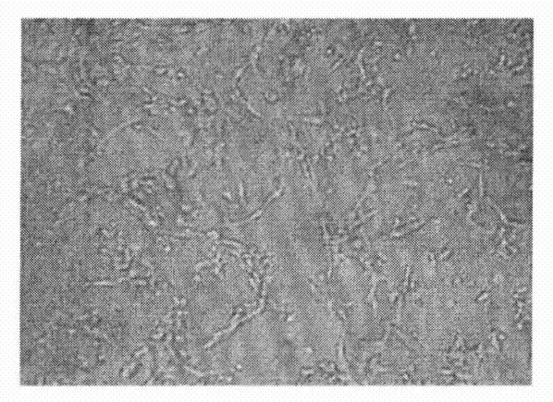 Preparation method of rabbit anti-canine parvovirus 2a type polyclonal antibodies