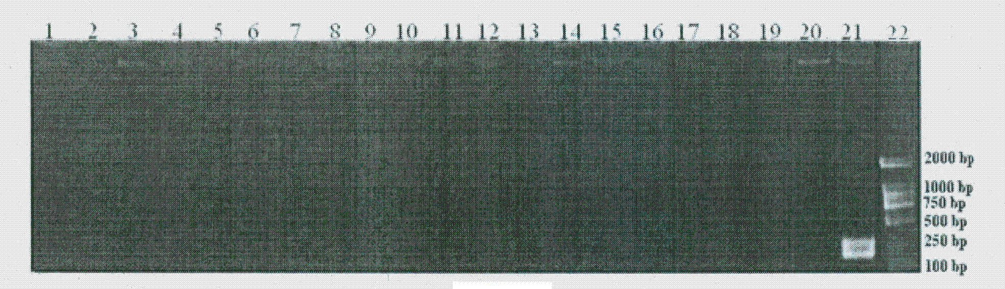 Specific nucleic acid identification sequence used for detecting proteus mirabilis, and application thereof