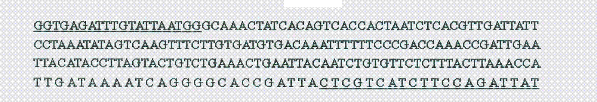 Specific nucleic acid identification sequence used for detecting proteus mirabilis, and application thereof