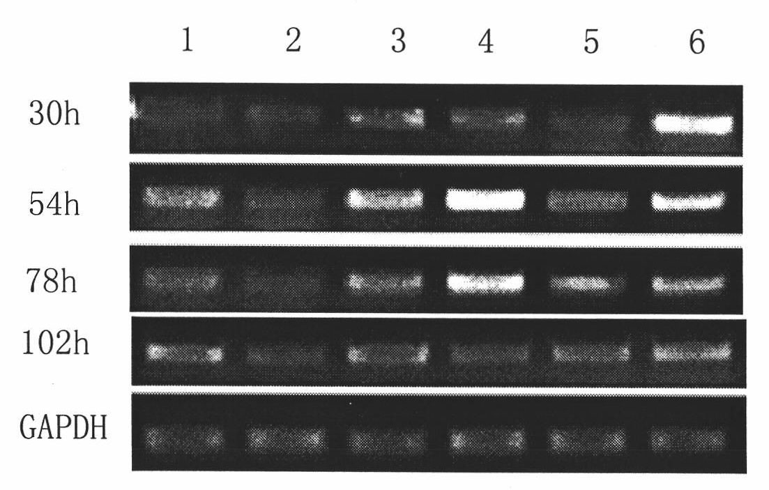 Oligodeoxyribonudeotide for preventing recurrence of tumor and inhibiting tumor growth as well as application thereof