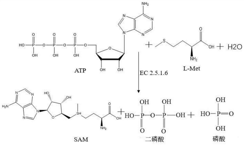 Recombinant Escherichia coli engineering bacteria and its method for preparing s-adenosylmethionine