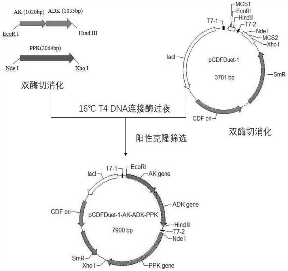 Recombinant Escherichia coli engineering bacteria and its method for preparing s-adenosylmethionine