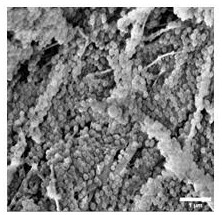 Preparation method and application of acellular porcine dermal matrix thermosensitive antibacterial conductive scaffold