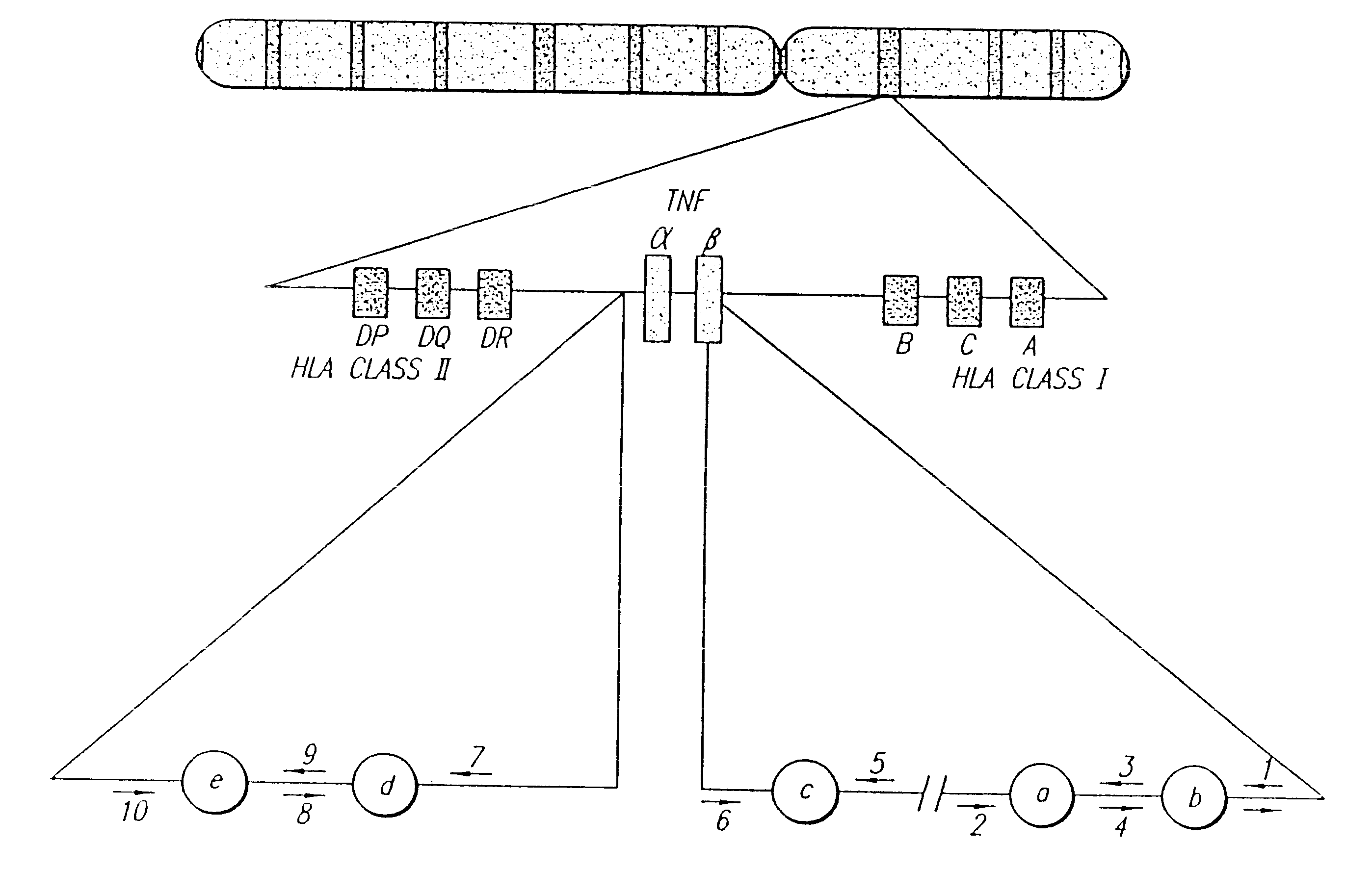 Methods of screening for Crohn's disease using TNF microsatellite alleles