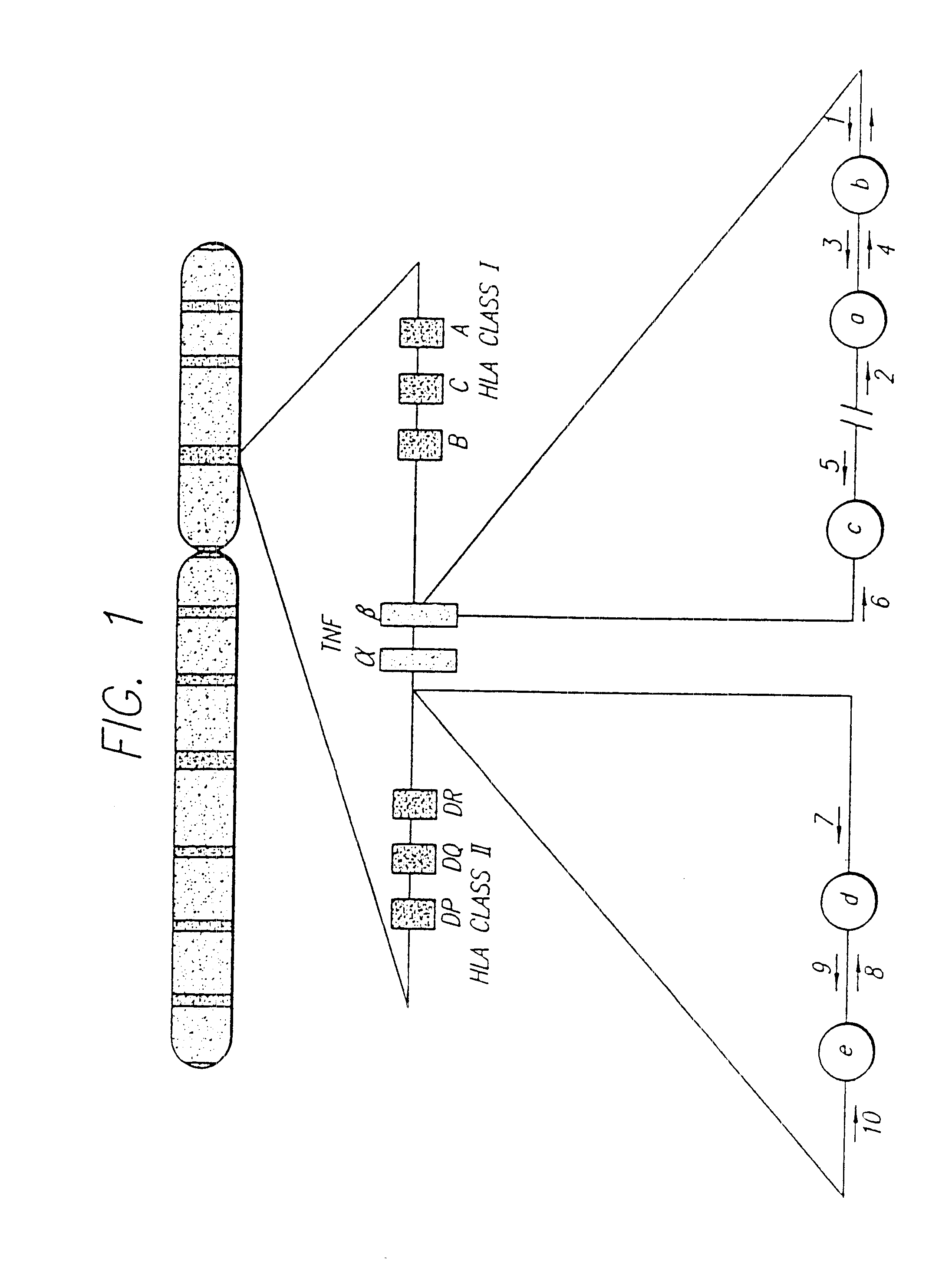 Methods of screening for Crohn's disease using TNF microsatellite alleles