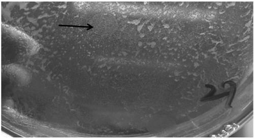 Vibrio parahaemolyticus bacteriophage and application thereof