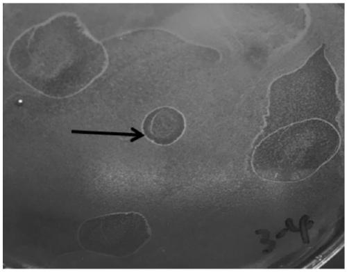 Vibrio parahaemolyticus bacteriophage and application thereof