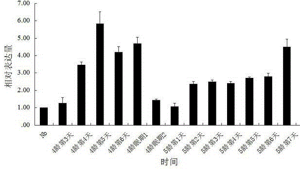 Application of EB1 gene to detection of nosema bombycis