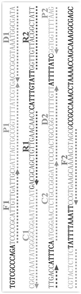 A Nucleic Acid Detection Technology Based on Multi-cross Isothermal Amplification Combined with Gold Nanobiosensor