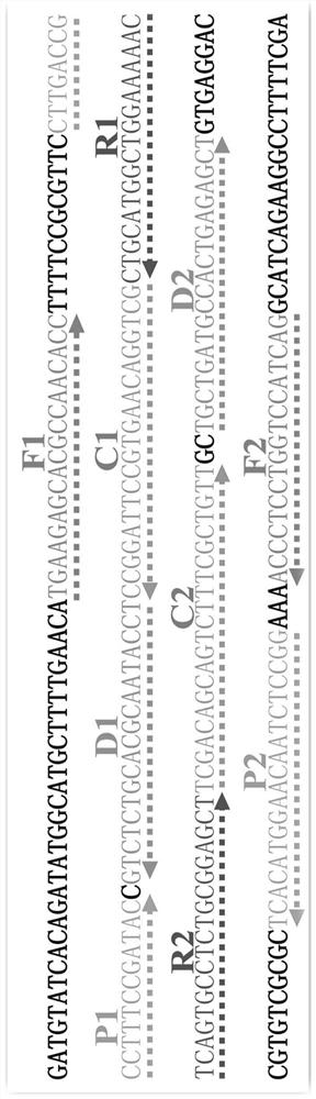 A Nucleic Acid Detection Technology Based on Multi-cross Isothermal Amplification Combined with Gold Nanobiosensor