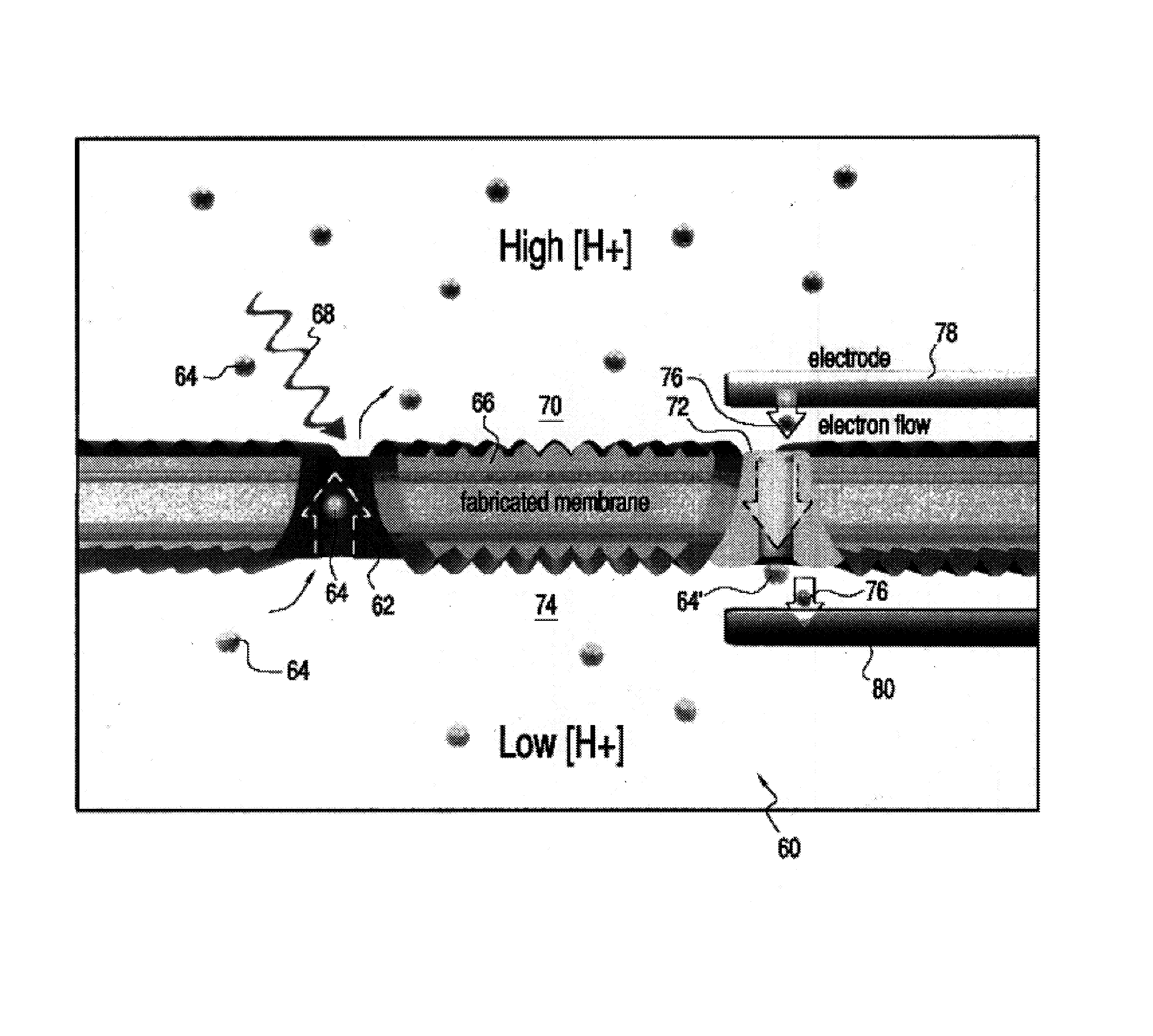 Biomimetic membranes