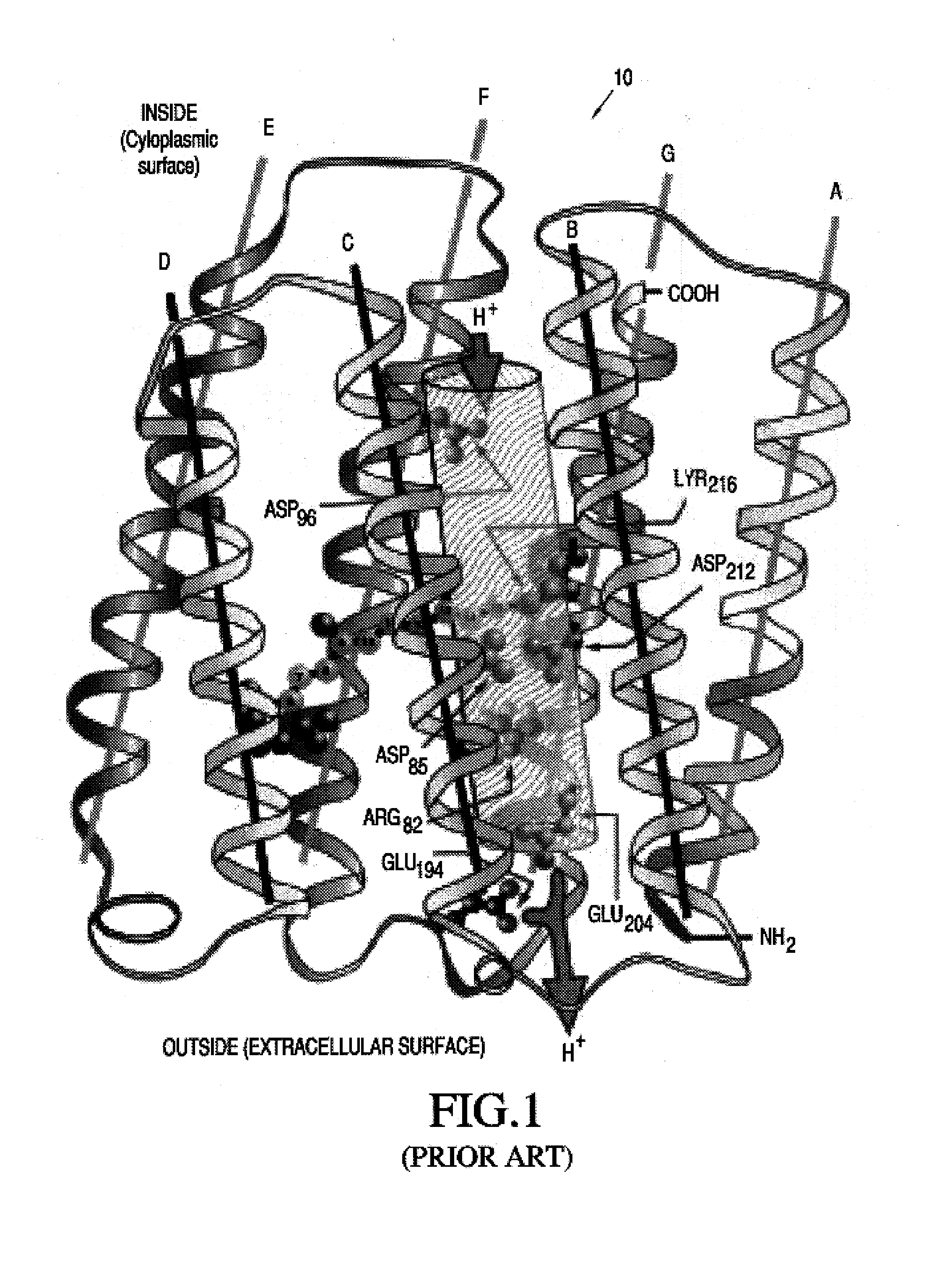 Biomimetic membranes