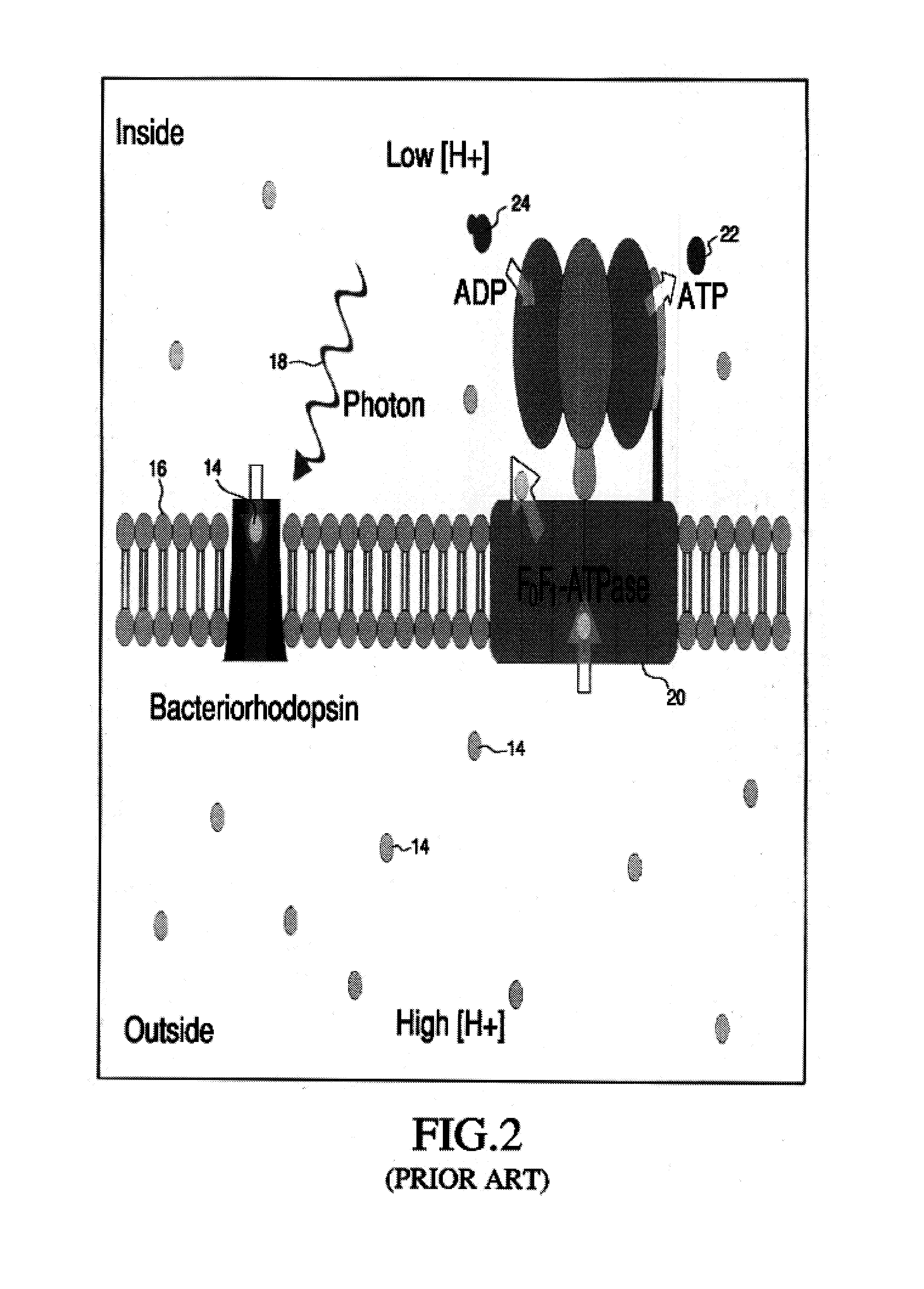 Biomimetic membranes