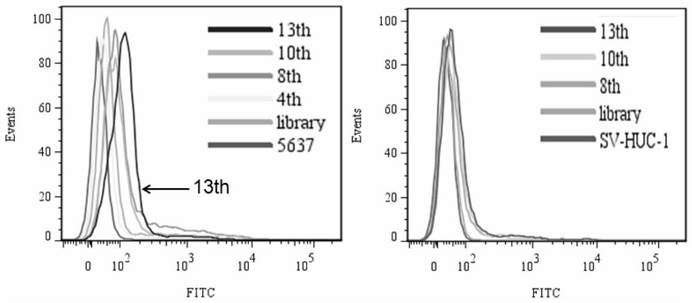 Nucleic acid aptamer for detecting bladder cancer and its application