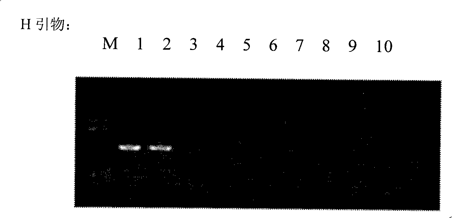 Cryptosporidium and cryptosporidium parvum specific PCR detecting reagent kit and detecting method