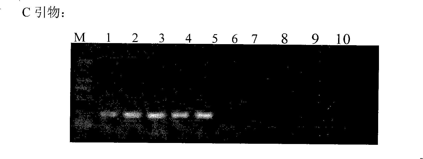 Cryptosporidium and cryptosporidium parvum specific PCR detecting reagent kit and detecting method