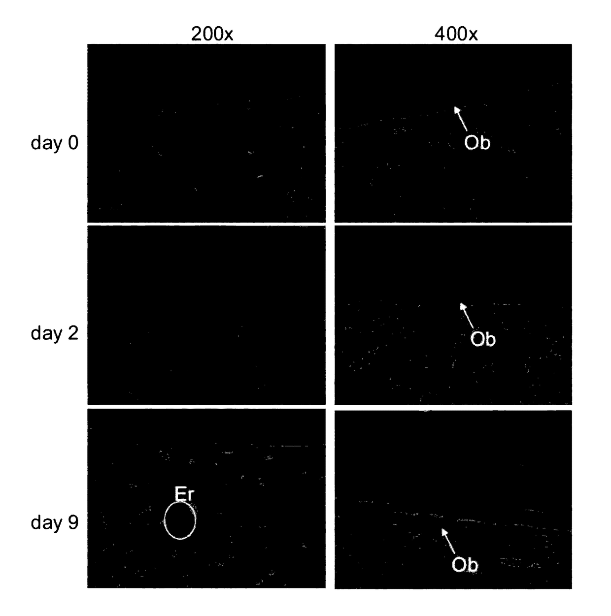 Selective Immunodepletion of Endogenous Stem Cell Niche for Engraftment