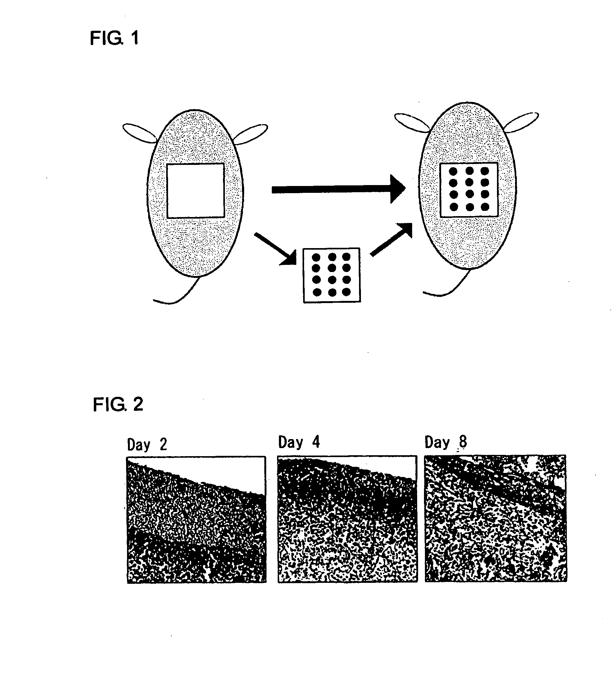 Medical composition for promotion of skin regeneration