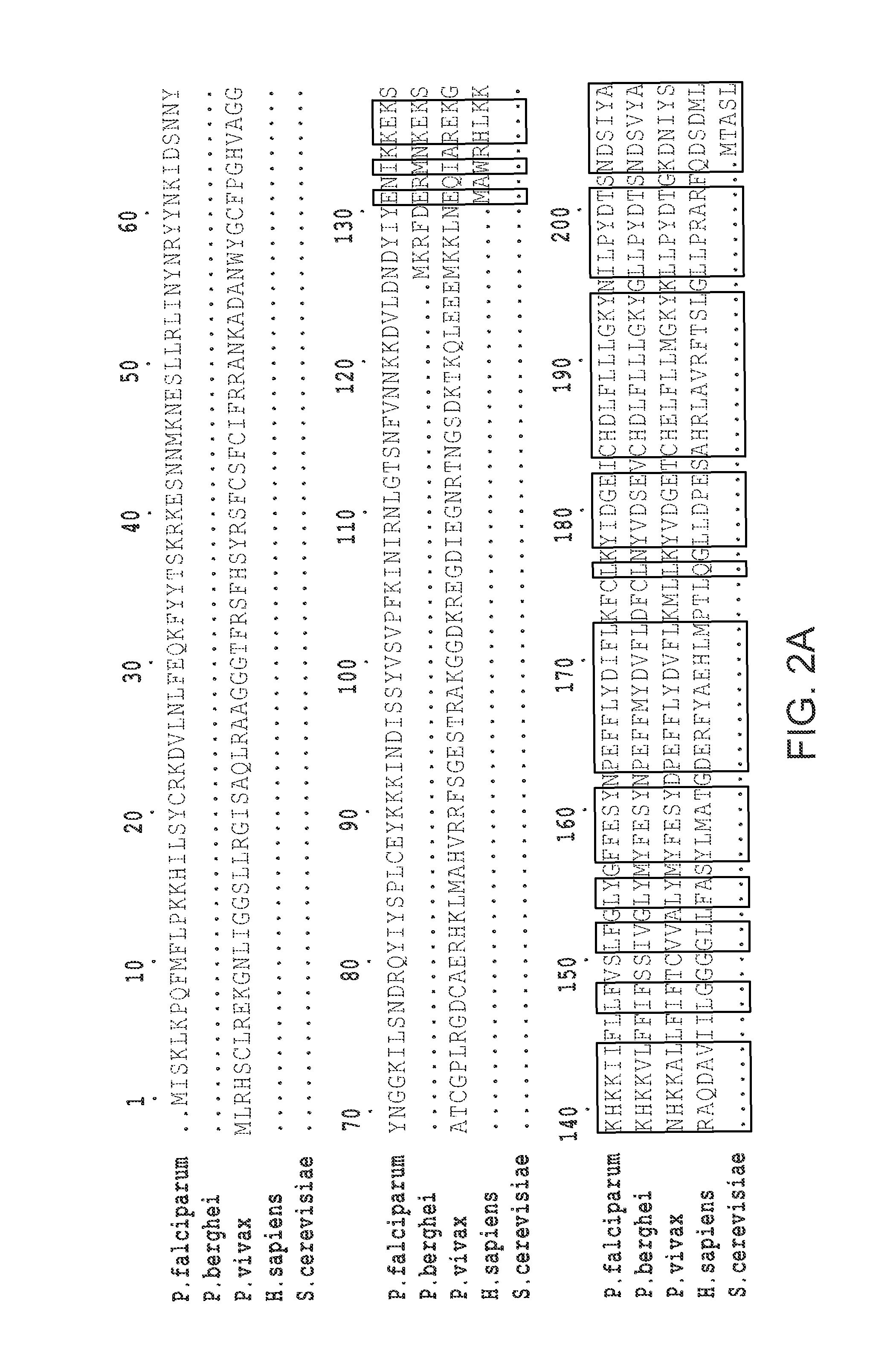 Small molecule inhibitors of Plasmodium falciparum dihydroorotate dehydrogenase