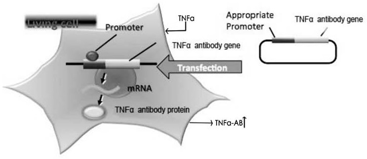 msc-tnf α-AB stem cell and its preparation method and application