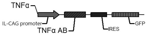 msc-tnf α-AB stem cell and its preparation method and application