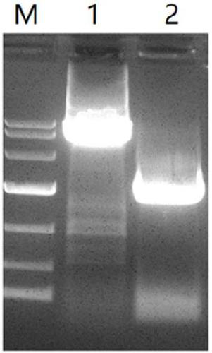 Minicircle DNA and preparation method and application thereof