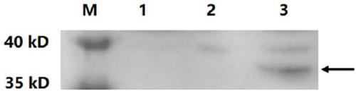 Minicircle DNA and preparation method and application thereof