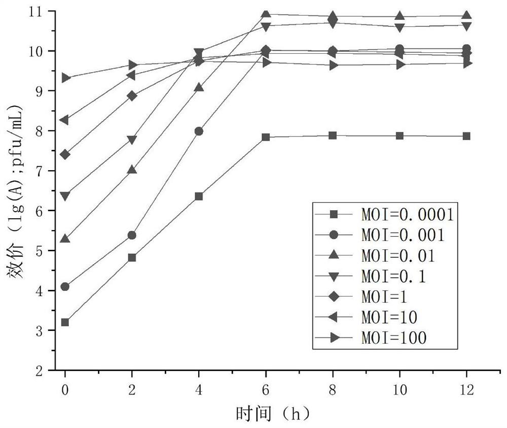 Vibrio alginolyticus bacteriophage GVA-P21 with high fermentation rate and lasting bacteriostasis and application thereof