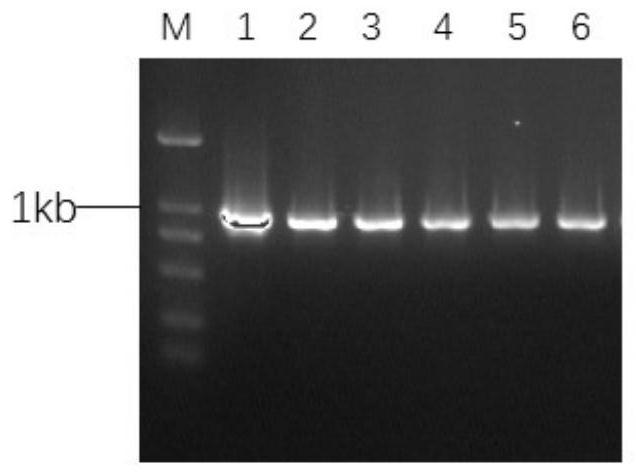 Plant transgenic screening vector pcalsm1 and its application