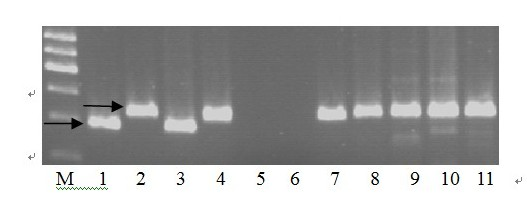 Marker primer interlocked with wheat powdery mildew resistance gene PmHNK54 and application thereof