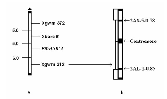 Marker primer interlocked with wheat powdery mildew resistance gene PmHNK54 and application thereof