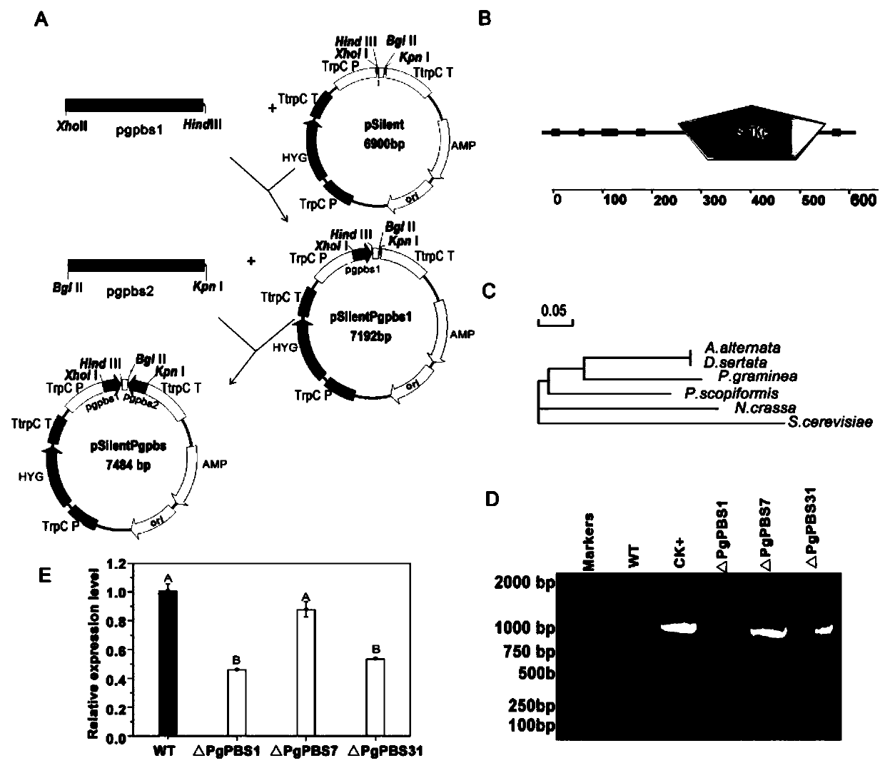 Barley stripe pathogenic gene PgPBS and applications thereof