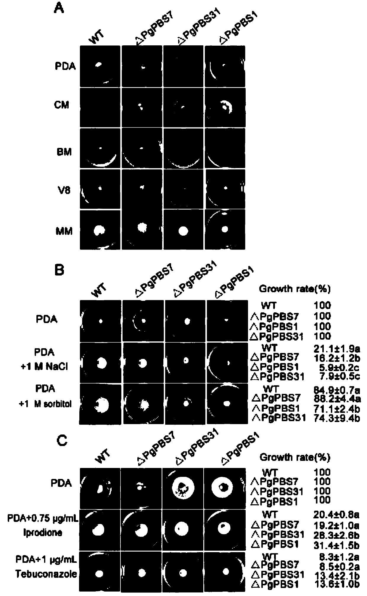 Barley stripe pathogenic gene PgPBS and applications thereof