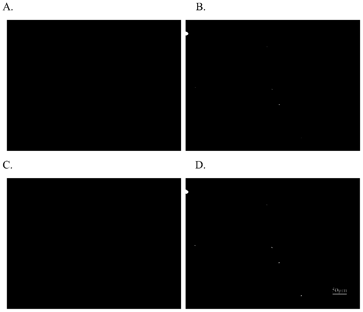 Polypeptide for target identification of immunocyte and application thereof