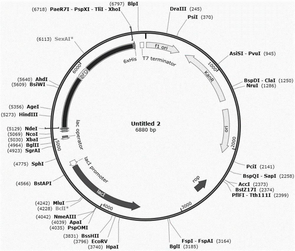 Enzyme with function of catalyzing formaldehyde for synthesis of 1,3-dihydroxyacetone and preparation method of enzyme