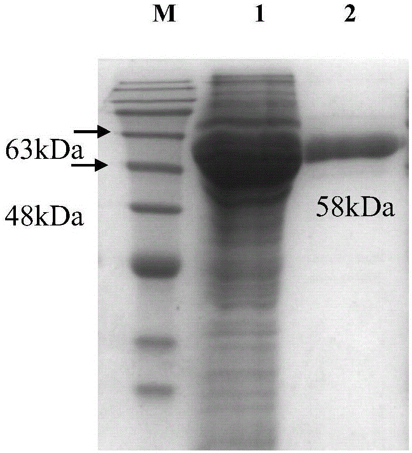 Enzyme with function of catalyzing formaldehyde for synthesis of 1,3-dihydroxyacetone and preparation method of enzyme