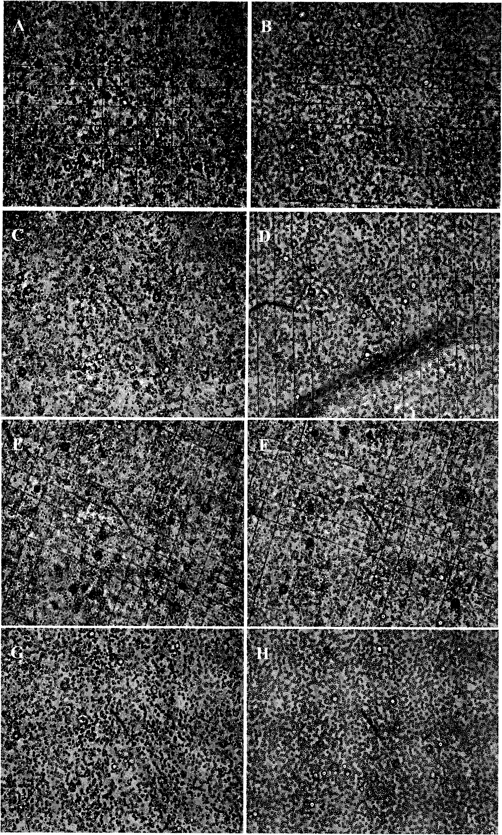 Short peptide and immunosuppressant containing the same and application thereof