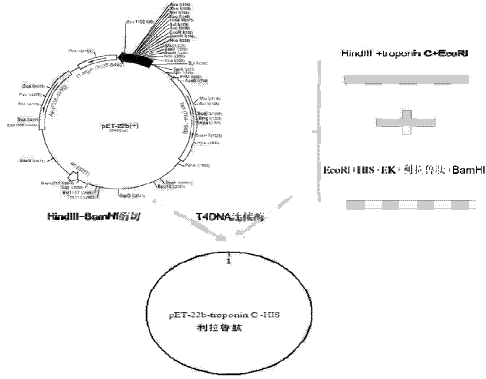 Method for efficiently expressing recombinant liraglutide